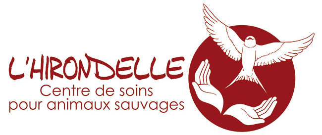 Hirondelle Centre De Soins Pour Animaux Sauvages